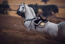 Om El Bellissimo Om El Bellissimo The Arabian Magazine Stallion Directory