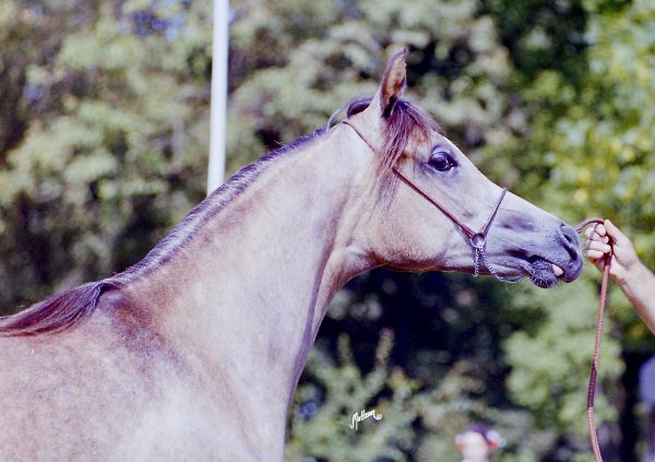 Georgia at the 1995 Polish Nationals