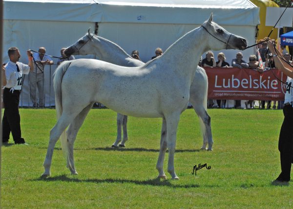 Georgia at the 2010 Polish Nationals