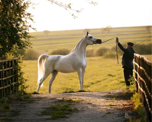 Georgia The Arabian Magazine 