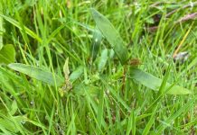 BEVA warn of fatal risks of hay contamination by sycamore atypical myopathy sycamore