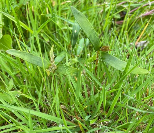 atypical myopathy sycamore