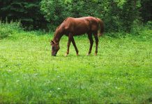 BEVA warns against use of unvalidated genetic tests