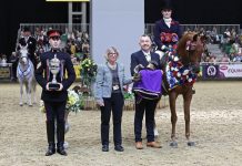 Cipriana Arabian horse HOYS Champion