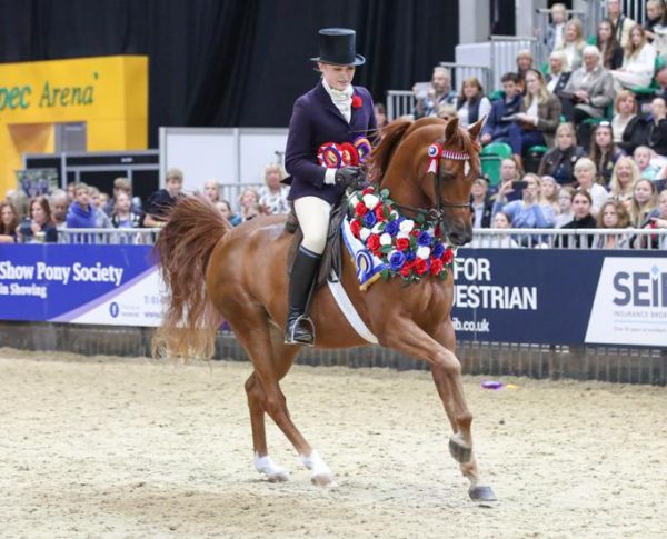 Cipriana Arabian horse HOYS Champion