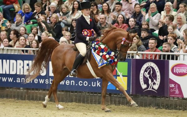 Cipriana Arabian horse HOYS Champion