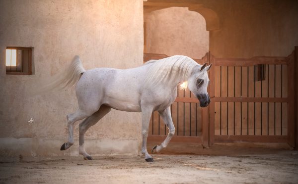 Basmah Albidayer Albidayer Stud The Arabian Breeders Magazine