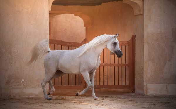 Basmah Albidayer Albidayer Stud The Arabian Breeders Magazine