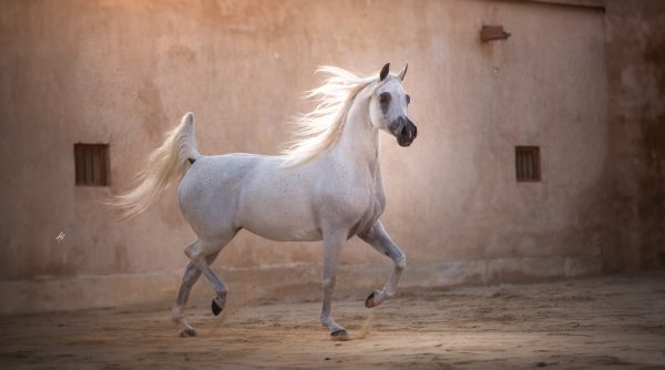 Basmah Albidayer Albidayer Stud The Arabian Breeders Magazine