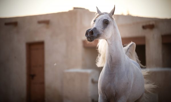 Basmah Albidayer Albidayer Stud The Arabian Breeders Magazine