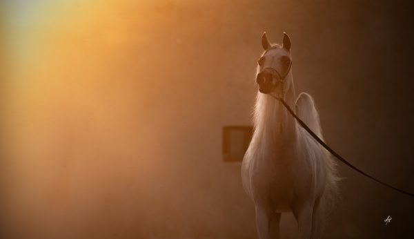 Basmah Albidayer Albidayer Stud The Arabian Breeders Magazine