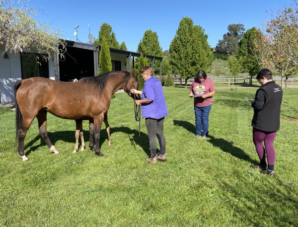 Breeding Assessments at Sa'vey Arabians