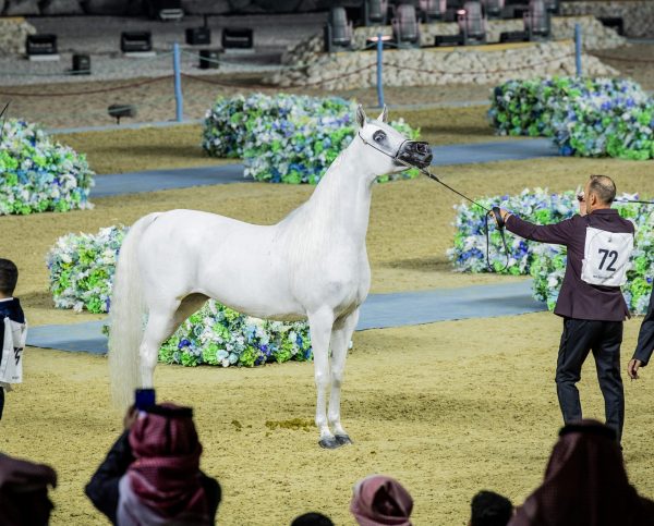 BSHAIER AL NASSER