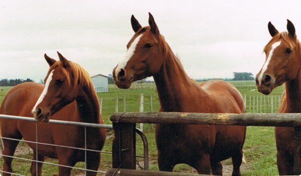 Three Crabbet daughters of Suumah, Beenie and Robinia - Farrah, Kalinka and Ibanez