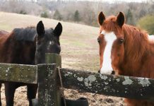 New survey results confirm UK’s loyalty to senior horses