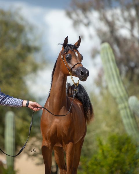 Al Noor Miralena Sherry Conrads The Arabian Magazine