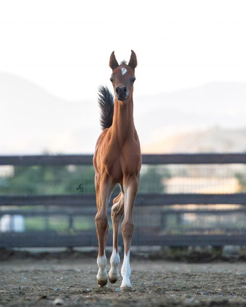 Al Noor Miralena as a foal