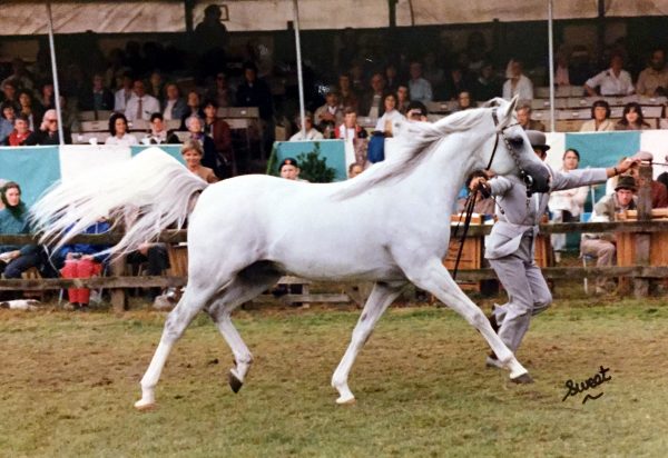 Camargue at the British Nationals, Ascot