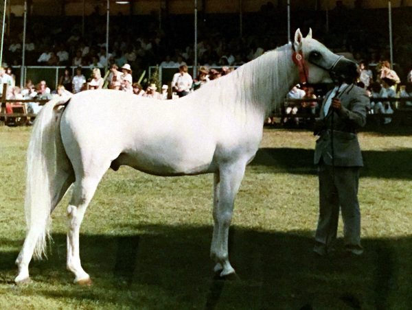 Sheikh El Jayidd at Ascot