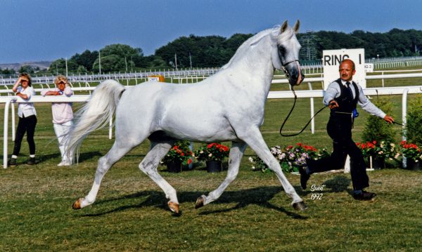 Bill Gore with the grey stallion Silver Satyr