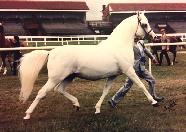 White Lightening at Haydock Park