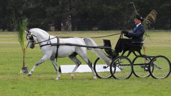 Ron with Trincada Strike