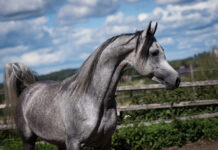 Poter Poter grey Arabian stallion standing looking to the right with blue skies and green hedges in the background