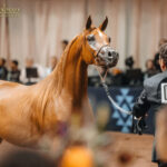 First Champions of GCAT Americas Crowned in Scottsdale
