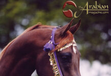 The Psynergy Influence Pt I