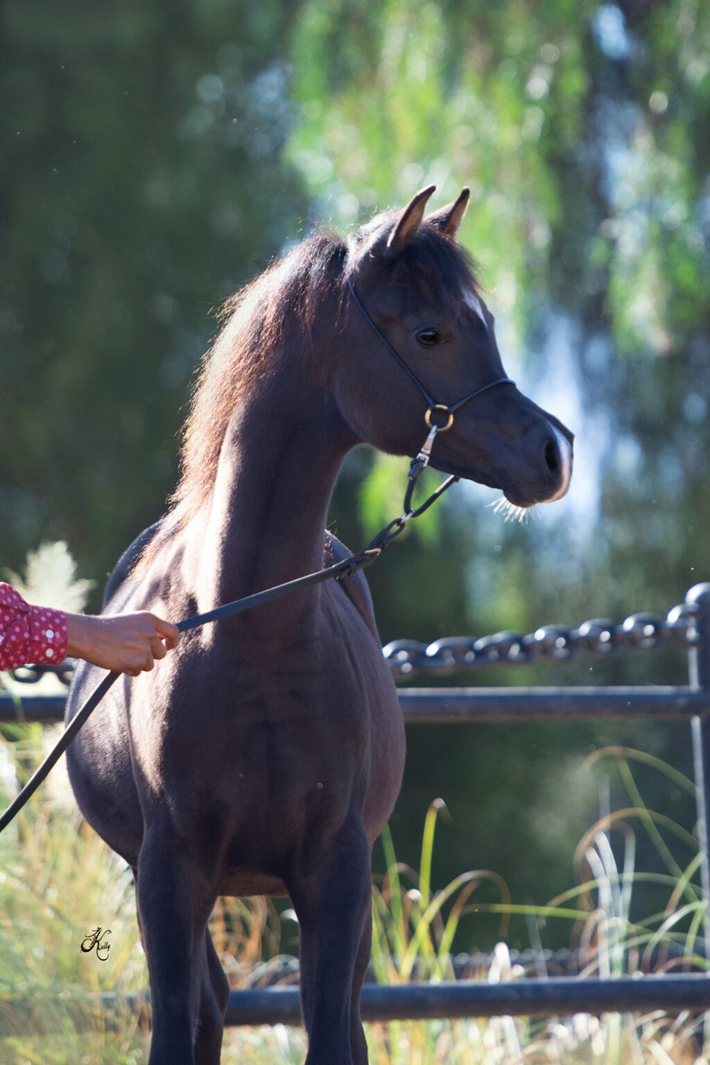 The Magic Continues Al Noor Suleiman The Arabian Magazine the-magic-continues-al-noor-suleiman-the-arabian-magazine