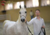 Dubai Arabian Horse Stud WAHO Presentation Pt I