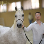 Dubai Arabian Horse Stud WAHO Presentation Pt I