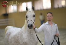 Dubai Arabian Horse Stud WAHO Presentation Pt I