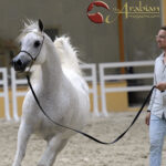 Dubai Arabian Horse Stud WAHO Presentation Pt II