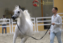Dubai Arabian Horse Stud WAHO Presentation Pt II
