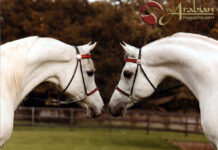 Gainey Arabians Pt I