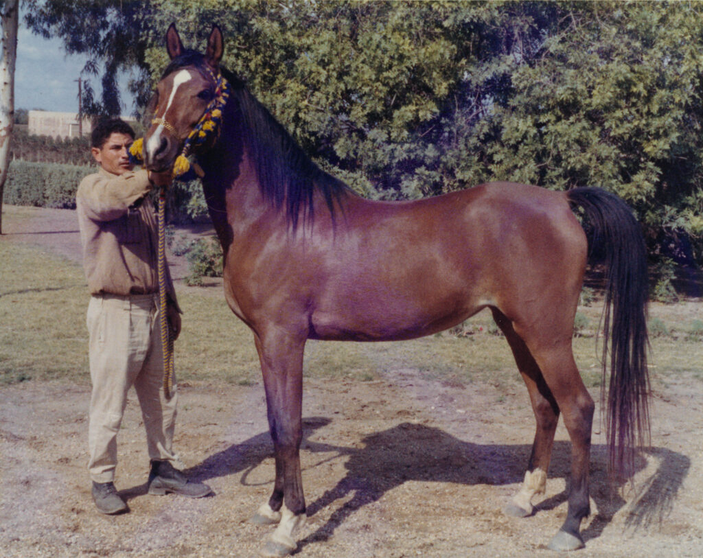 The Foresight of Gleannloch Farms Pt I - The Arabian Magazine