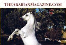 Gainey Arabians Pt II