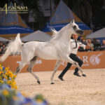São Paulo welcomes the Global Champions Arabians Tour for the first time