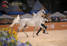 São Paulo welcomes the Global Champions Arabians Tour for the first time