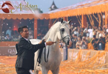 Valkenswaard welcomes the Global Champions Arabians Tour for spectacular second edition