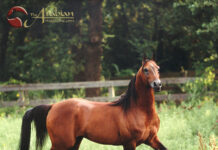 Warranty | Mulawa’s Polish Powerhouse