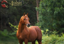 GLF Apollo I The Power of Padron transforms Mulawa