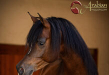 Om El Maximus – Siring the next Global Superstars