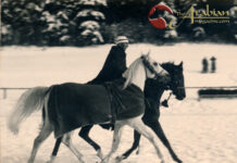 100 Years of Marbach Stud Parades – a Brief Ride Through History