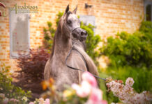 Azzaam al Amal – Causing a Sensation