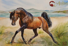 Artist in focus – Giada Gaiotto