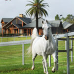 TS al Malik = Brazilian Brilliance Transforms Mulawa