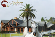 TS al Malik I Brazilian Brilliance Transforms Mulawa