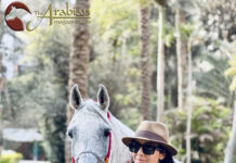 Albadeia Stud – The 90th Anniversary